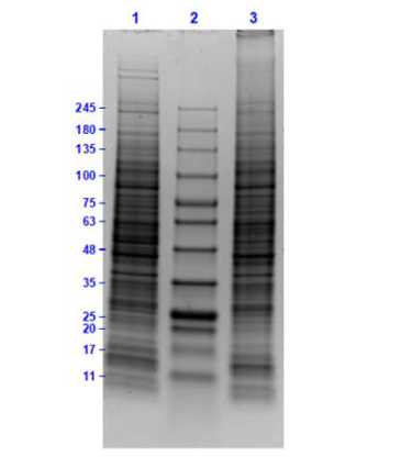 SDS-PAGE of Ramos Whole Cell Lysate.<br />Lane 1: Ramos Whole Cell Lysate Reduced (10 μg).<br />Lane 2: Opal Prestained Molecular Weight Marker.<br />Lane 3: Ramos Whole Cell Lysate Non-Reduced (10 μg).<br />Results show broad range of molecular weight bands with no sign of degradation.